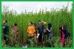 কুষ্টিয়া সীমান্তে বিএসএফের পুশইনের চেষ্টা প্রতিহত করল বিজিবি