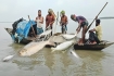 মা ইলিশ রক্ষায় আজ থেকে ২২ দিনের নিষেধাজ্ঞা