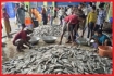 সমুদ্রে মাছের প্রাচুর্য, জেলেদের ঘরে হাহাকার: বরগুনা গবেষণা কেন্দ্র